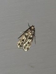 Martyringa latipennis