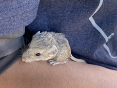 Microdipodops megacephalus