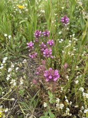 Orthocarpus bracteosus