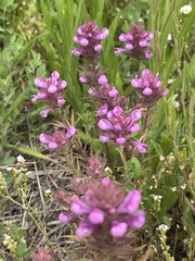 Orthocarpus bracteosus