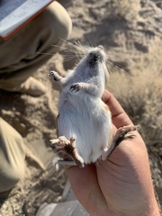 Dipodomys ordii