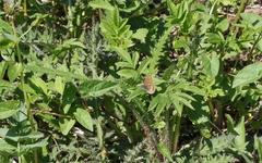 Coenonympha hero