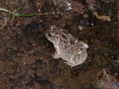 Sclerophrys regularis