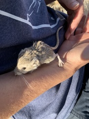 Microdipodops megacephalus
