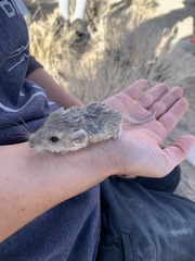 Microdipodops megacephalus