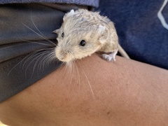 Microdipodops megacephalus