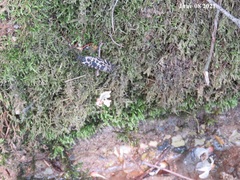 Semblis phalaenoides