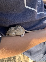 Microdipodops megacephalus
