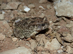 Sclerophrys regularis