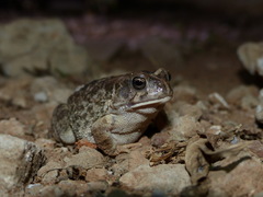 Sclerophrys regularis