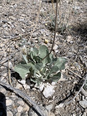 Enceliopsis nudicaulis