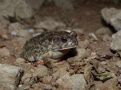 Sclerophrys regularis