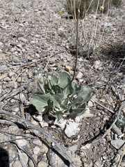 Enceliopsis nudicaulis