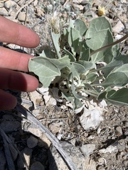 Enceliopsis nudicaulis