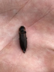 Acteniceromorphus volitans