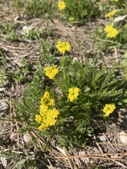 Musineon tenuifolium