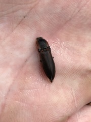 Acteniceromorphus volitans