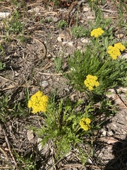 Musineon tenuifolium