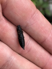 Acteniceromorphus volitans