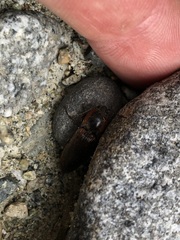 Acteniceromorphus volitans