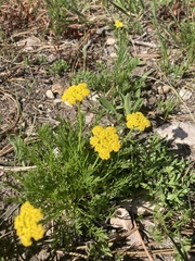 Musineon tenuifolium