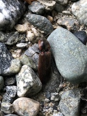 Acteniceromorphus volitans