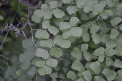 Adiantum tricholepis