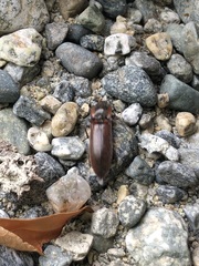 Acteniceromorphus volitans