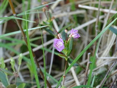Kalmia polifolia