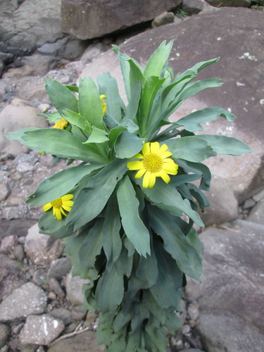 Image of Euryops evansii by (c) Nolan Exe, some rights reserved (CC BY)