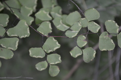 Adiantum tricholepis