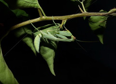 Sphodromantis