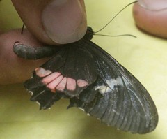 Parides iphidamas