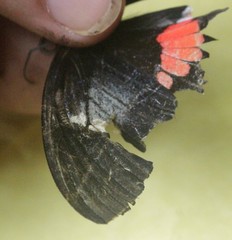Parides iphidamas