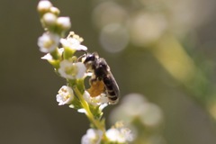 Hesperapis ilicifoliae