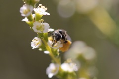 Hesperapis ilicifoliae