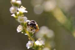 Hesperapis ilicifoliae