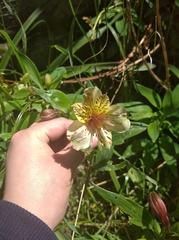 Alstroemeria aurea