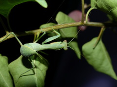 Sphodromantis