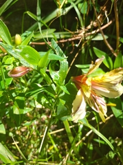 Alstroemeria aurea