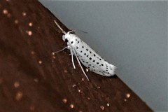 Yponomeuta multipunctella