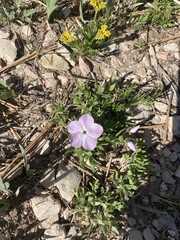 Phlox alyssifolia