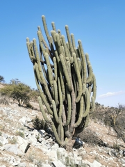 Trichocereus chiloensis chiloensis