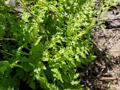Athyrium distentifolium