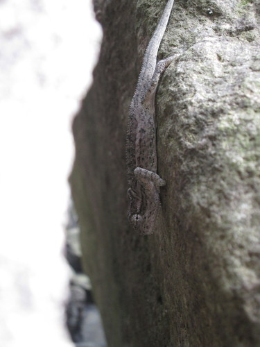 Bradypodion dracomontanum