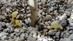 Leucocoprinus