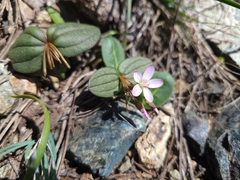 Claytonia obovata