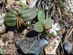 Claytonia obovata