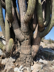 Trichocereus chiloensis chiloensis