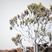 Scalesia pedunculata - Photo (c) c michael hogan, some rights reserved (CC BY-NC-SA), uploaded by c michael hogan